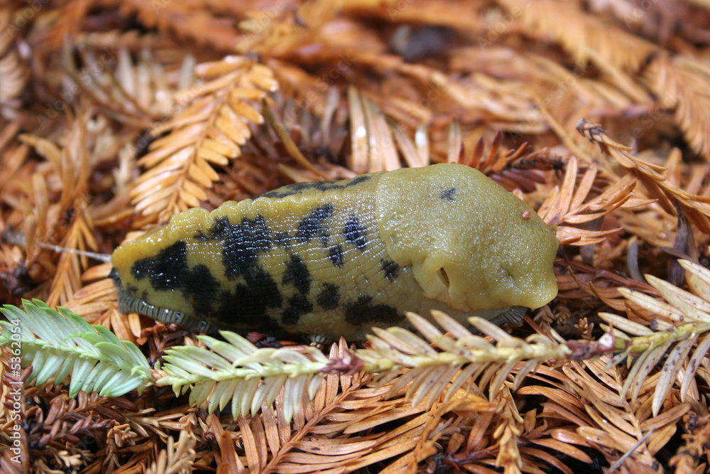 Fototapeta premium Northern California's banana snail.