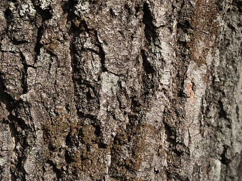 Texture of old alder tree, close-up.