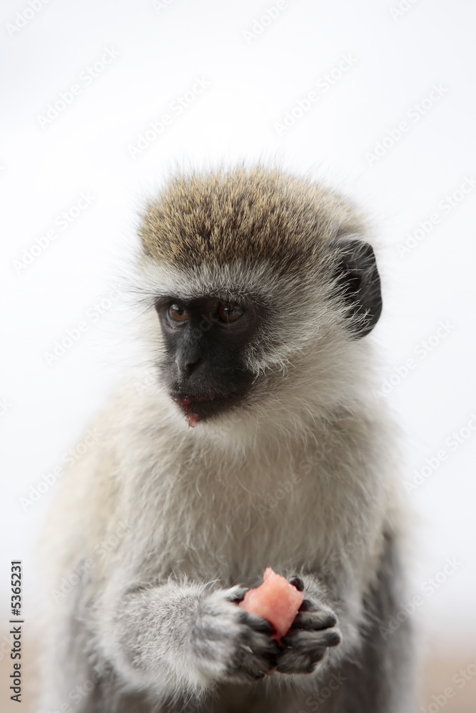 Fototapeta premium Vervet Monkey Chlorocebus steeling food 