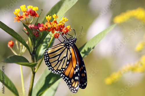 Monarch butterfly  © John Anderson
