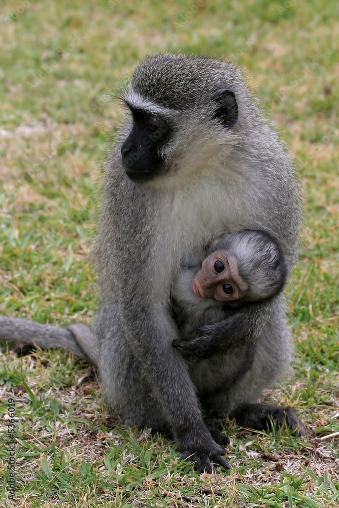 Vervet monkey mother with her small baby clinging 