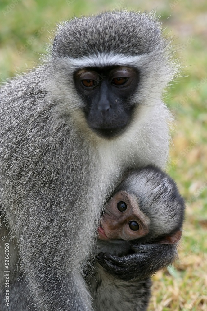 Mother Vervet Mother suckling her cute baby