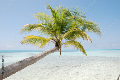 palm tree in paradise