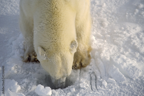Polar bear has dug a hole in ice looking for seals. 