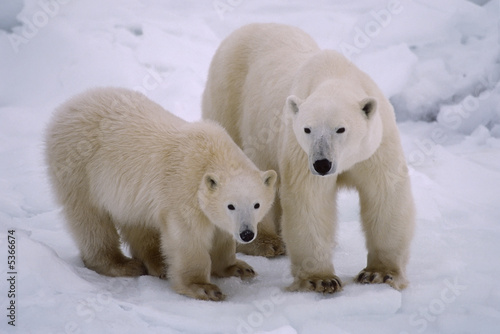 Polar bear with her cub of the year. Canadian Arctic