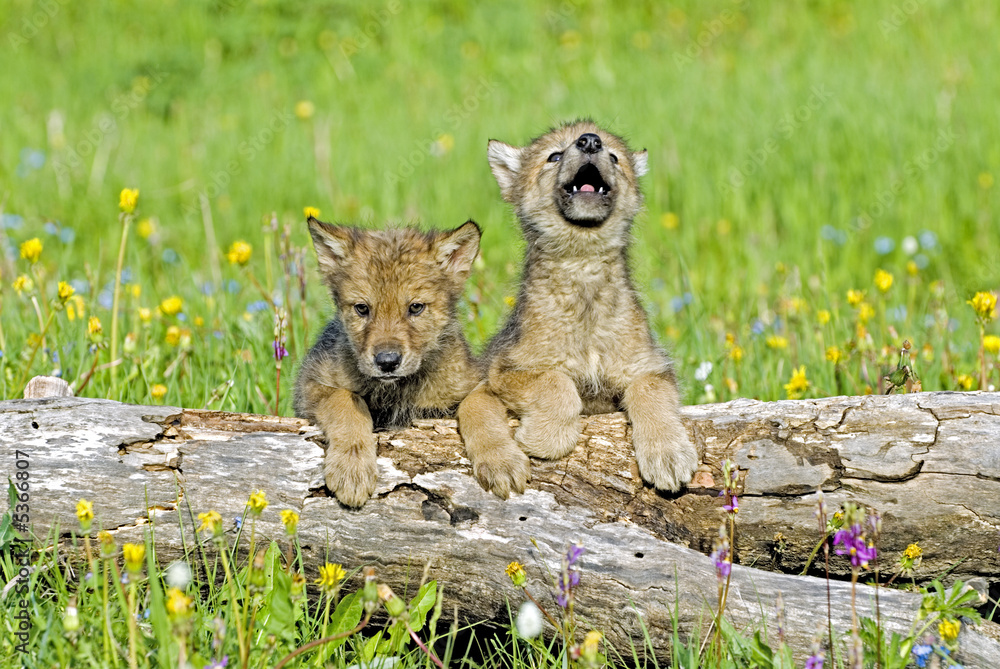 Obraz premium Baby wolf cubs near their den site. One howling for his mother.