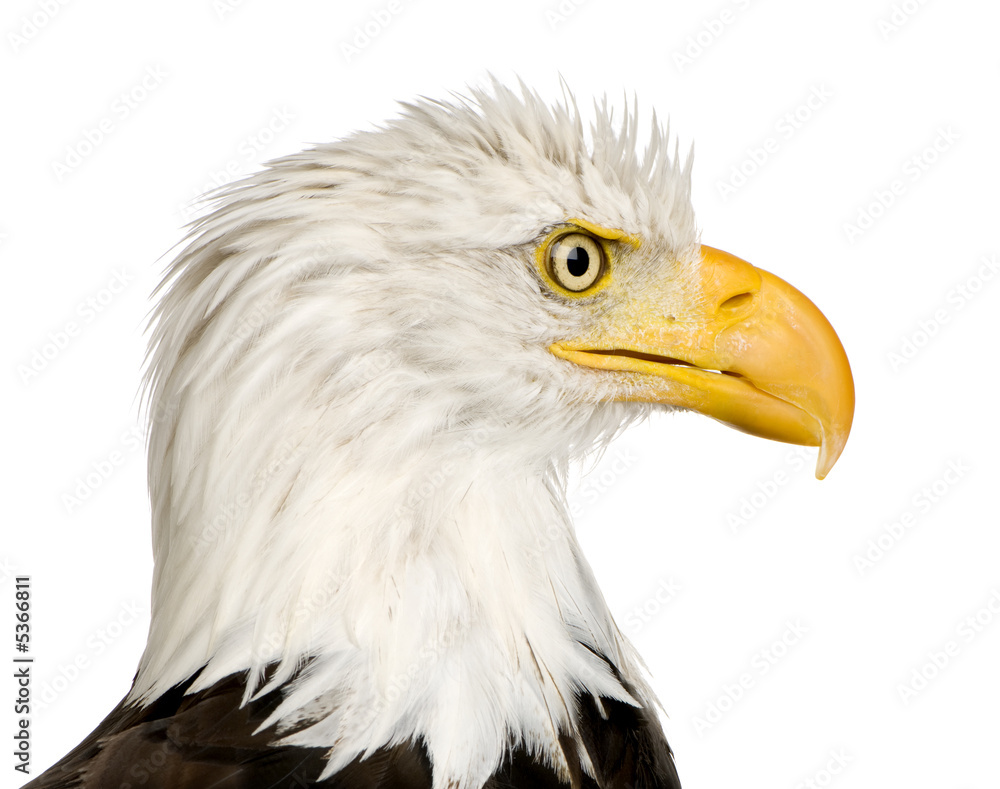 Bald Eagle (22 years) - Haliaeetus leucocephalus Bald Eagle (22 years) - Haliaeetus leucocephalus