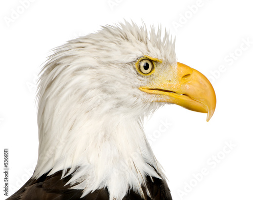 Bald Eagle  22 years  - Haliaeetus leucocephalus