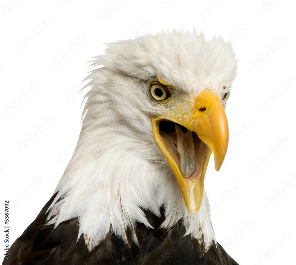 Fototapeta premium Bald Eagle (22 years) - Haliaeetus leucocephalus