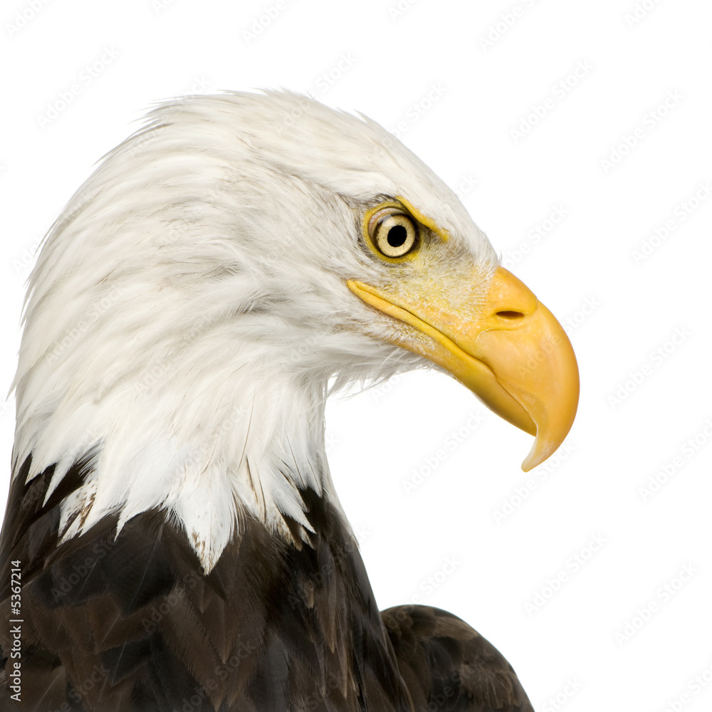 Obraz premium Bald Eagle (22 years) - Haliaeetus leucocephalus