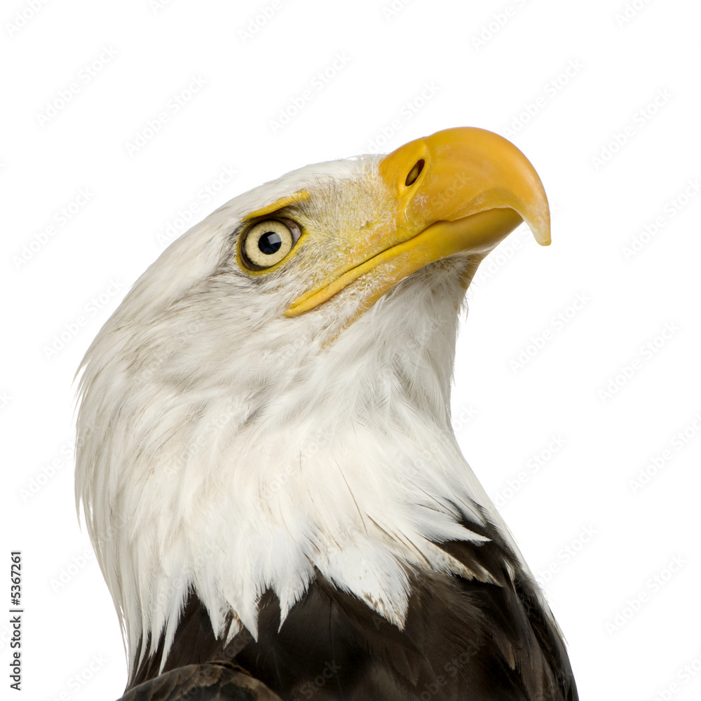 Fototapeta premium Bald Eagle (22 years) - Haliaeetus leucocephalus