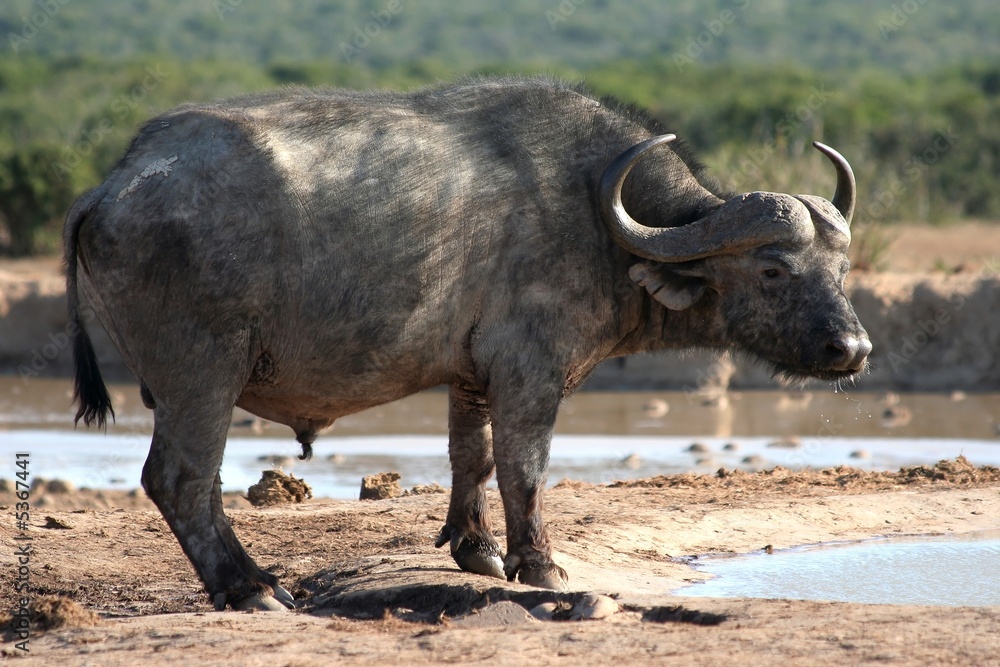Fototapeta premium Cape Buffalo drinking at waterhole