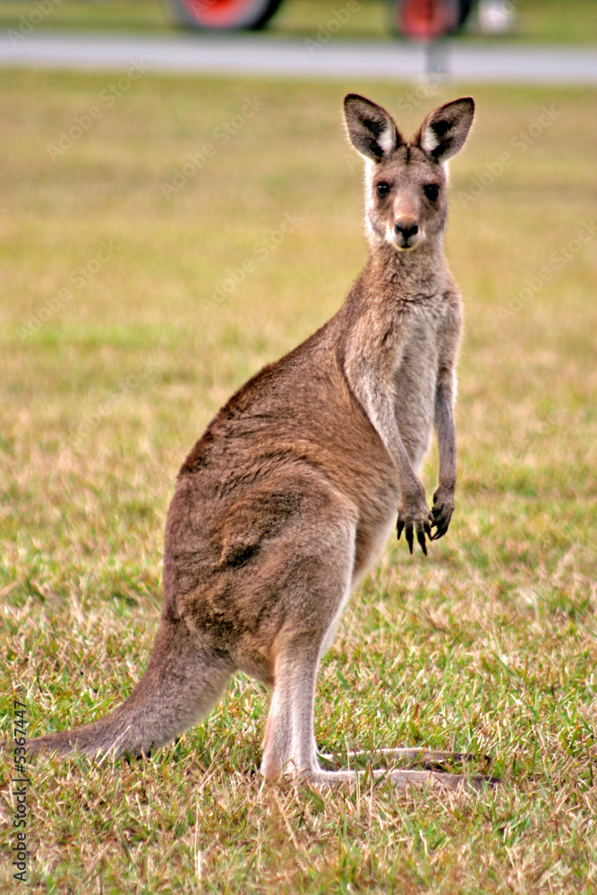 Kangaroo..