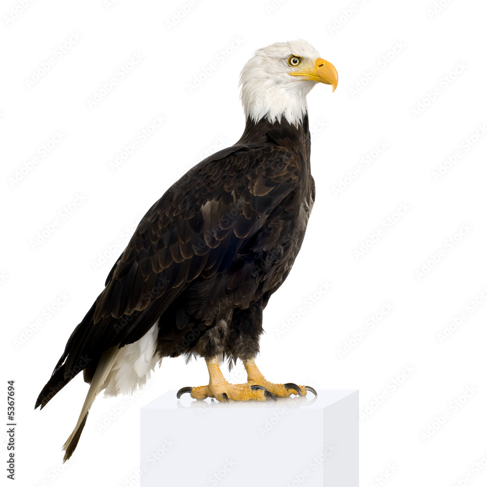 Obraz premium Bald Eagle (22 years) - Haliaeetus leucocephalus