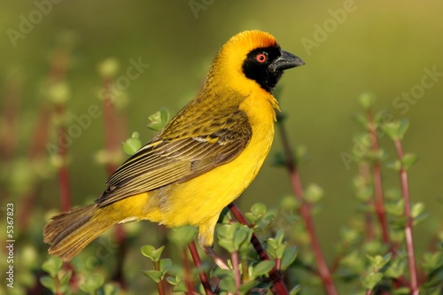 A pretty yellow masked weaver bird on a spekboom bush photo