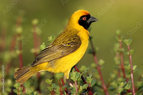 Canvas Print A pretty yellow masked weaver bird on a spekboom bush
