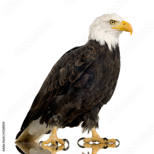 Foto Bald Eagle (22 years) - Haliaeetus leucocephalus
