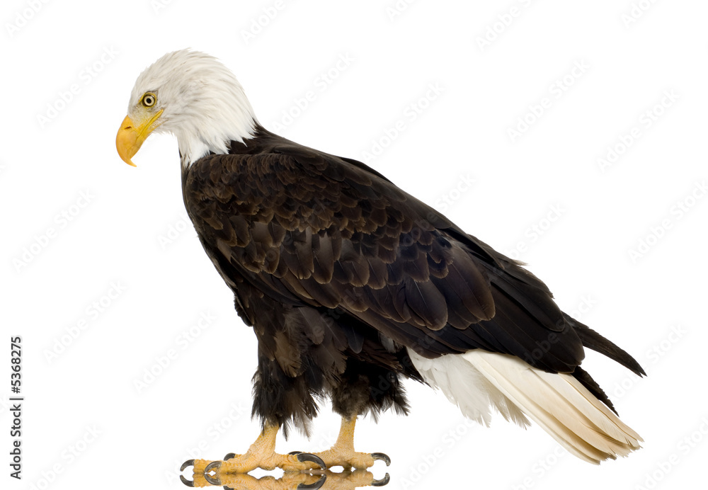 Obraz premium Bald Eagle (22 years) - Haliaeetus leucocephalus