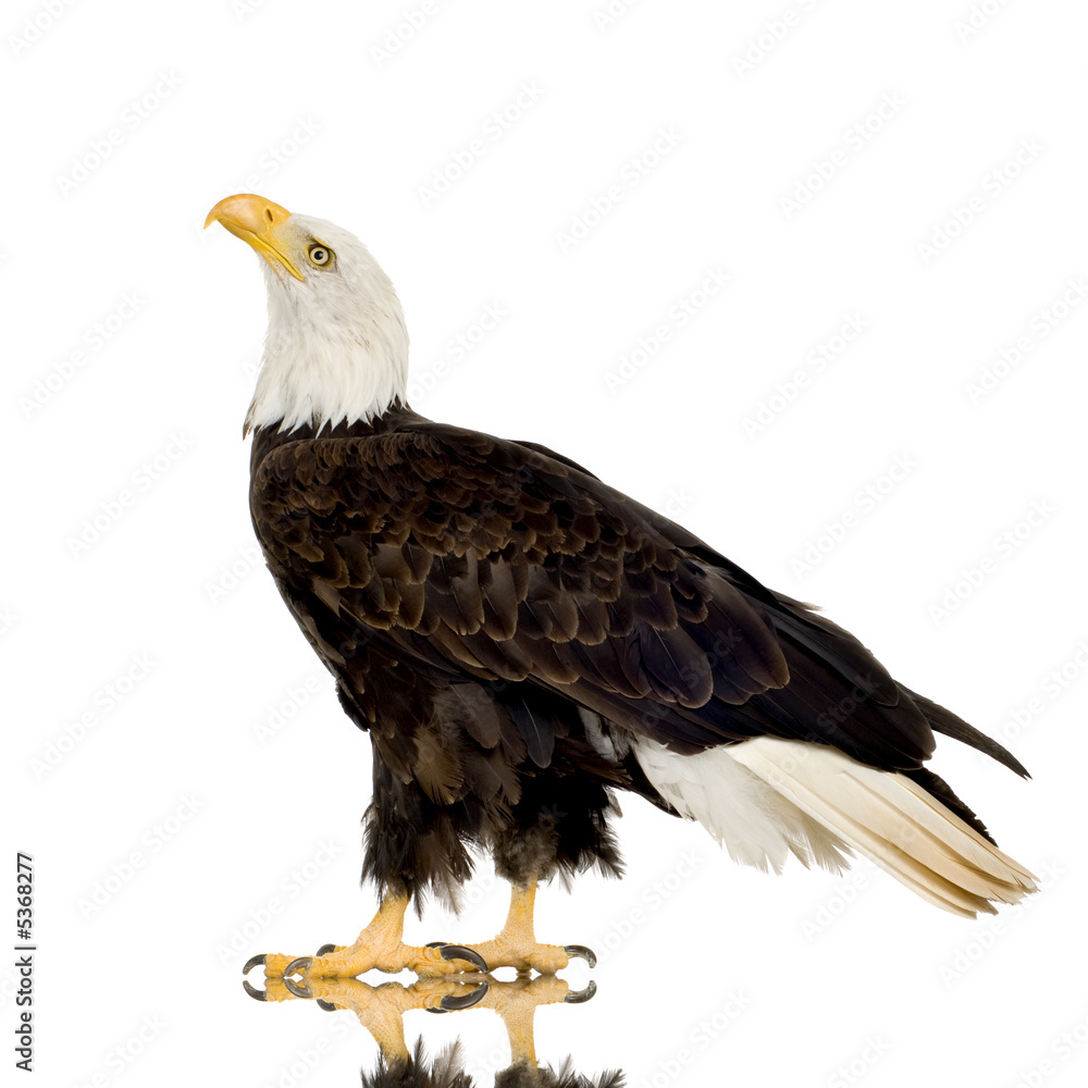 Fototapeta premium Bald Eagle (22 years) - Haliaeetus leucocephalus