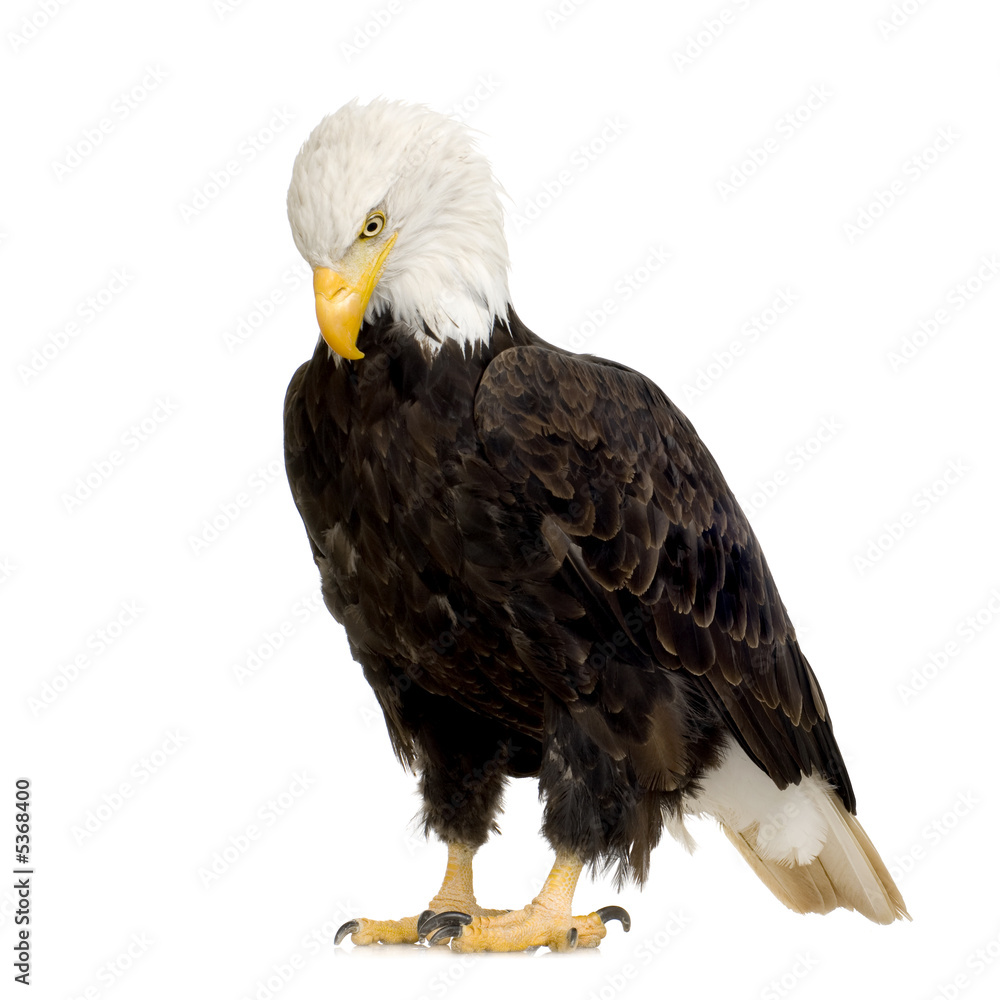 Obraz premium Bald Eagle (22 years) - Haliaeetus leucocephalus