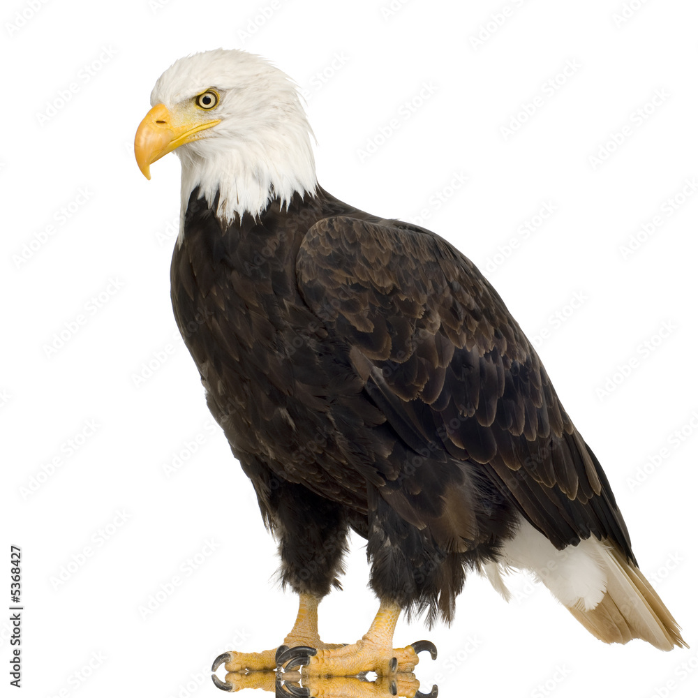 Bald Eagle (22 years) - Haliaeetus leucocephalus Bald Eagle (22 years) - Haliaeetus leucocephalus