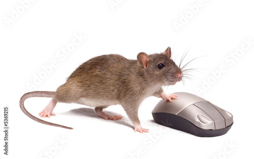Rat and the mouse on a white background