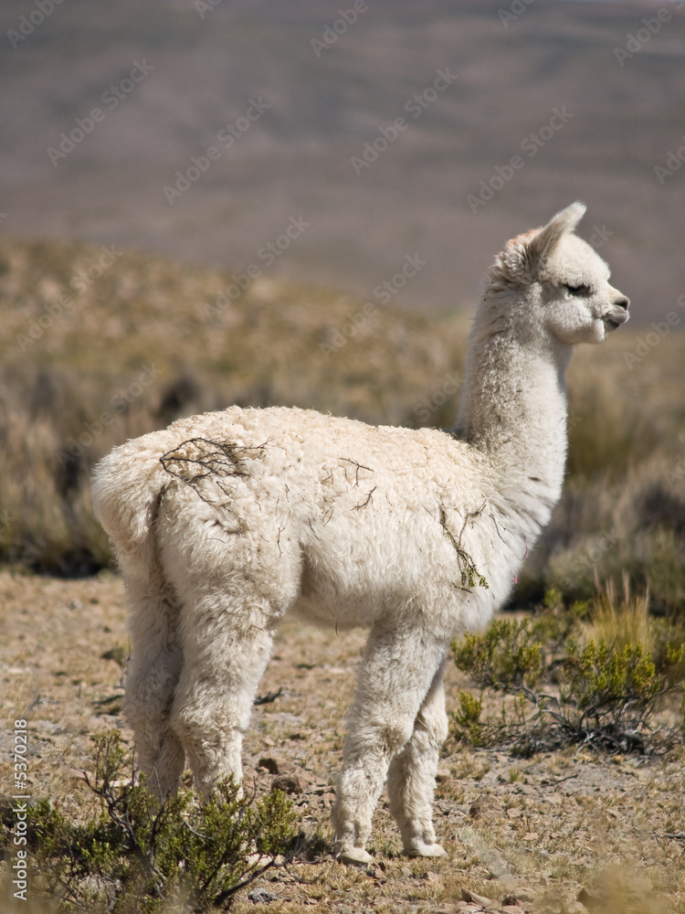 Alpacas pasture on the Andes grassland in Peru Alpacas pasture on the Andes grassland in Peru