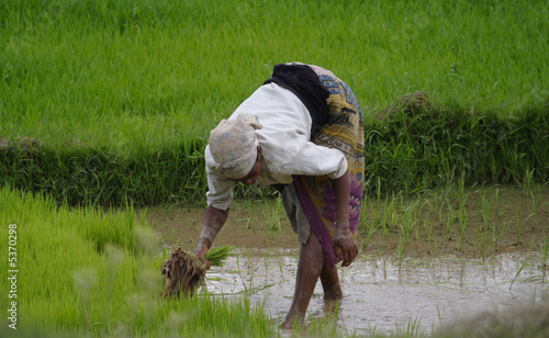 Women planting rice into the paddy fields of Madagascar