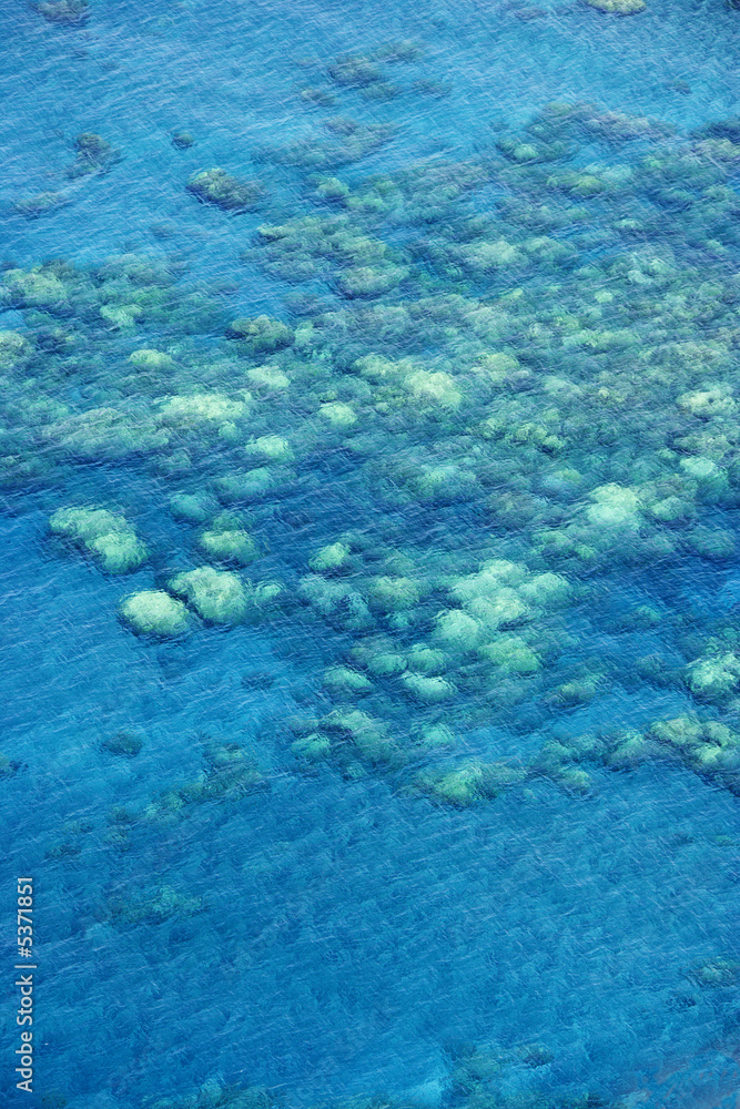 Fototapeta premium Hawaiian coral reef.