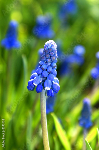 Hyacinth