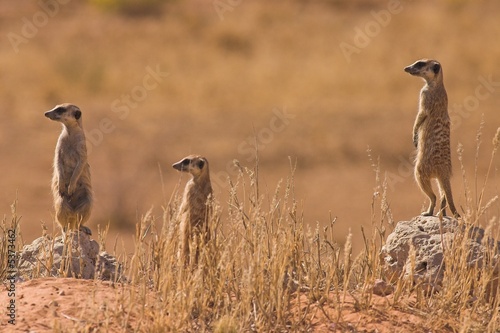 Suricates (Suricata suricata)