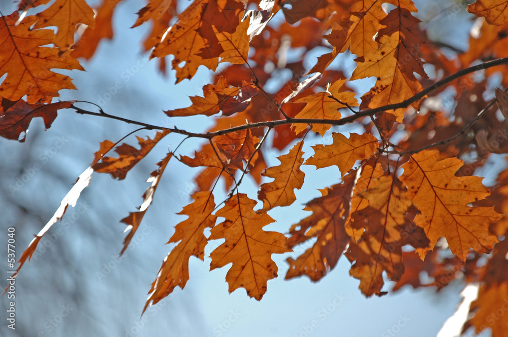 Autumn Leaves in Annapolis Autumn Leaves in Annapolis