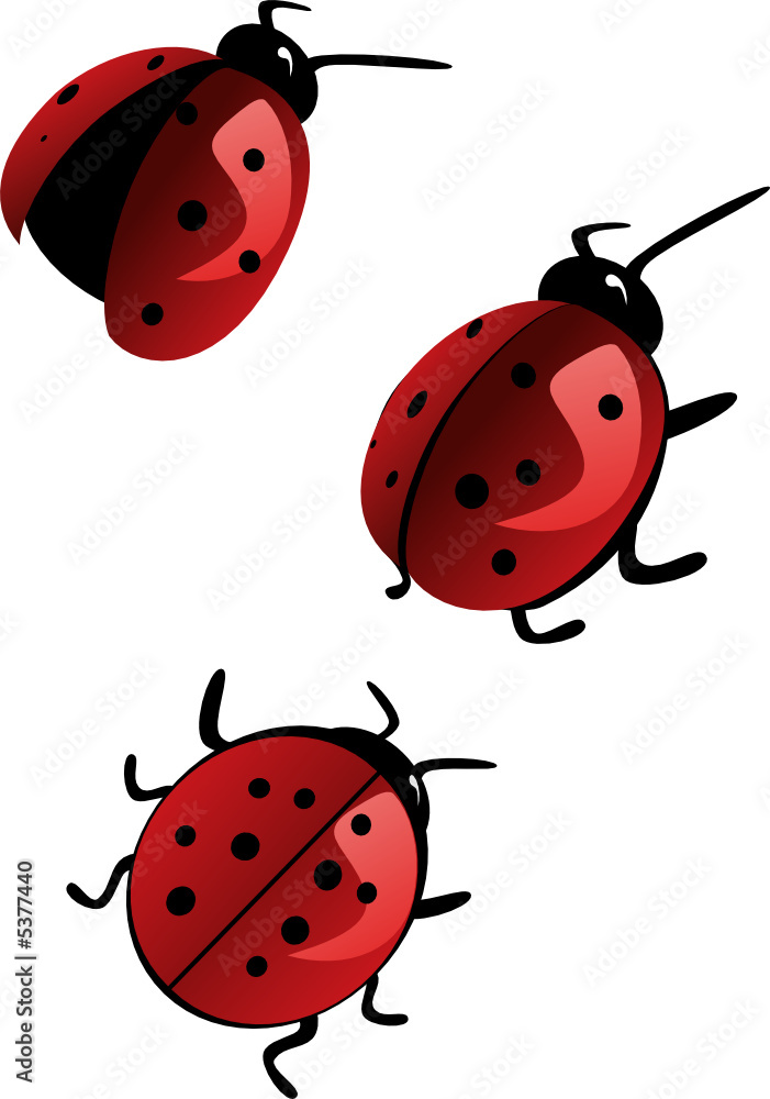 ladybird ladybird