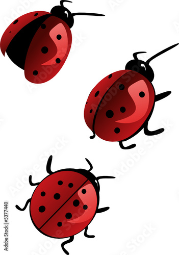 ladybird