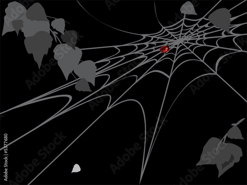 ladybird on spider web