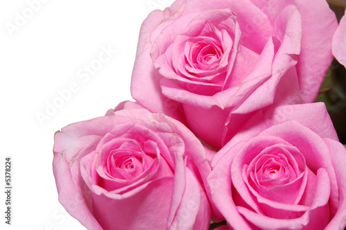 close up view a pink roses in bouquet
