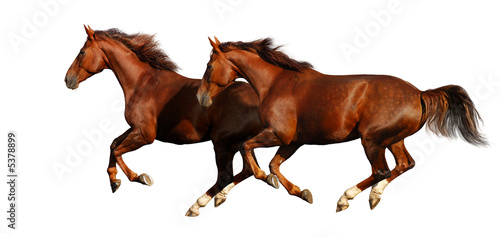 Fototapeta Naklejka Na Ścianę i Meble -  gallop horses