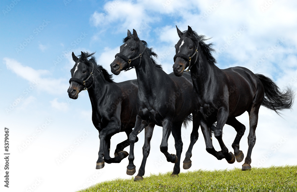 Fototapeta premium black horses dallop