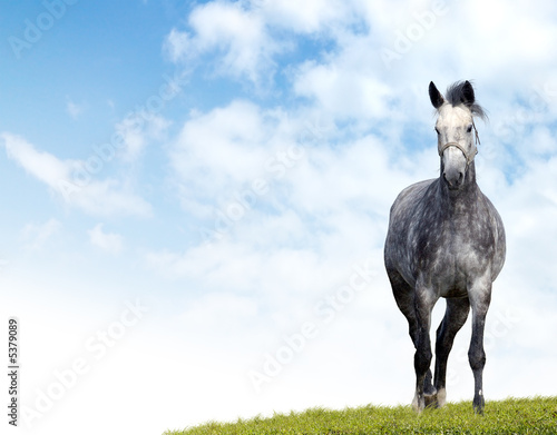 Dappled-grey horse
