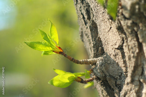 verdant sprout growing on bark tree photo