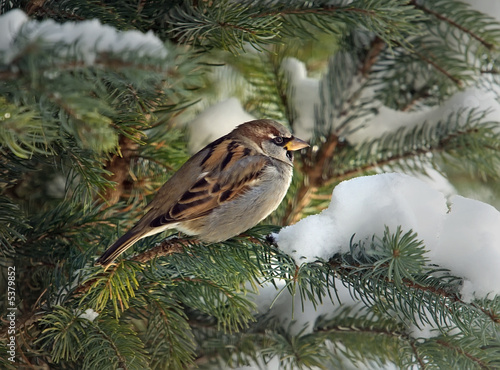 House Sparrow in an evergreen tree