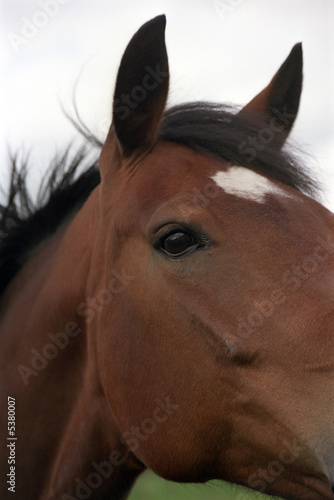 Detail of an horses head