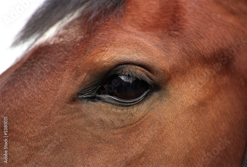 A detail of an horses eye