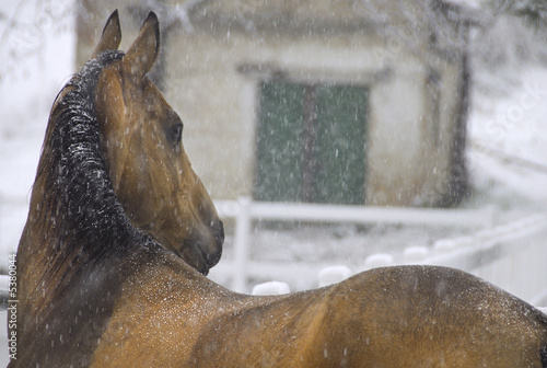 horse in falling snow