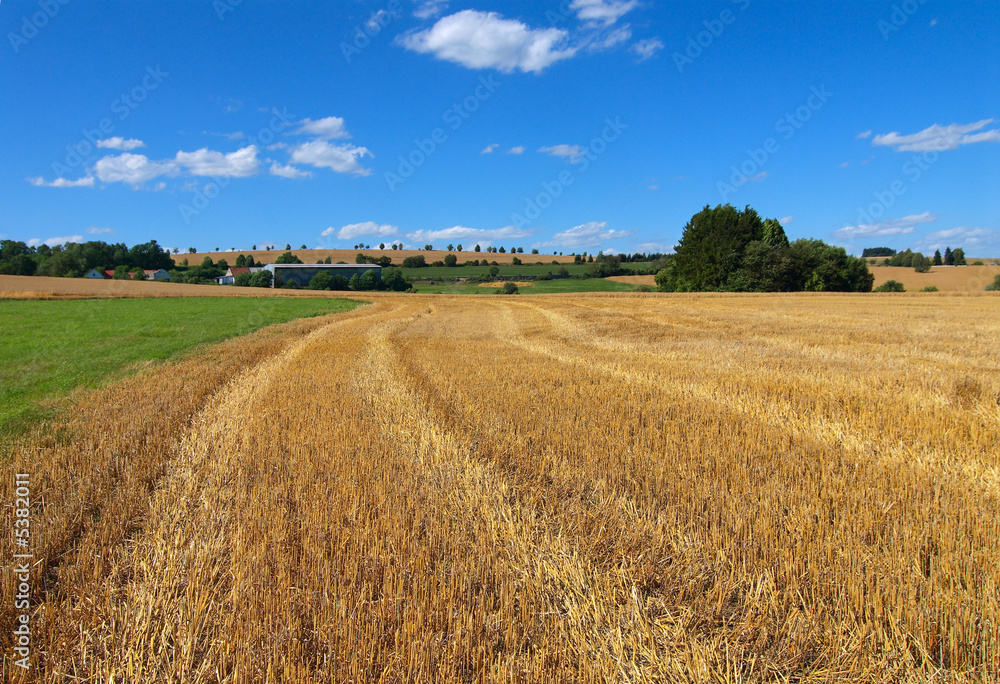 The oblique wheaten field. Harvesting