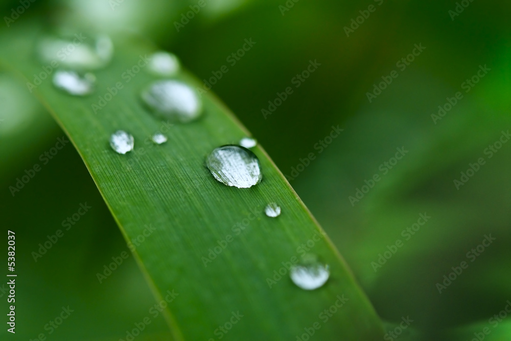 Water Droplet on the blade of grass Water Droplet on the blade of grass