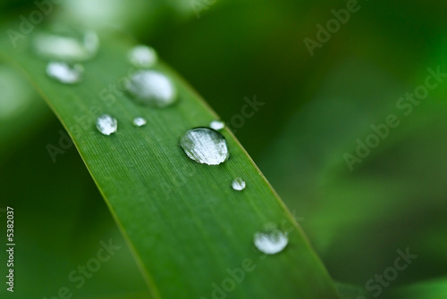 Water Droplet on the blade of grass