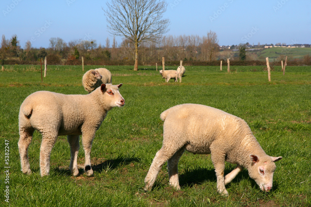 Fototapeta premium Sheeps in a meadow