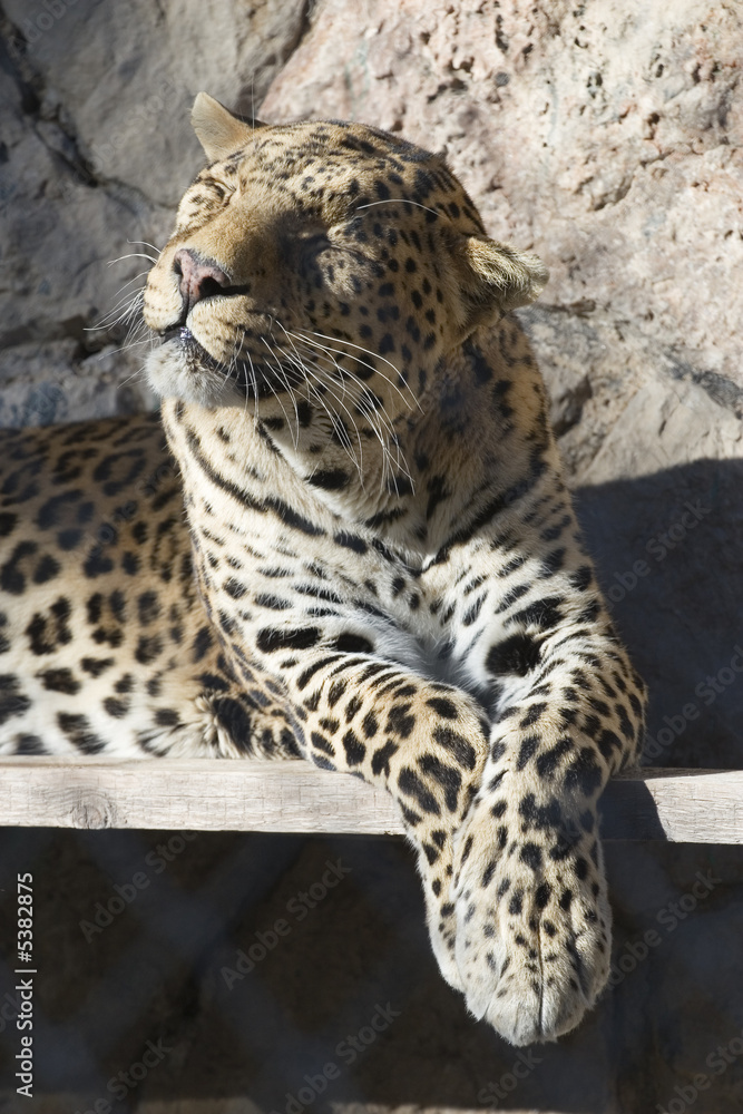 Fototapeta premium félin au repos