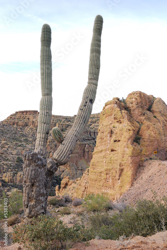 Saguaro Cactus at the Apache Trails in Arizona